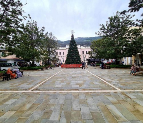 Christmas tree goes up in Piazza